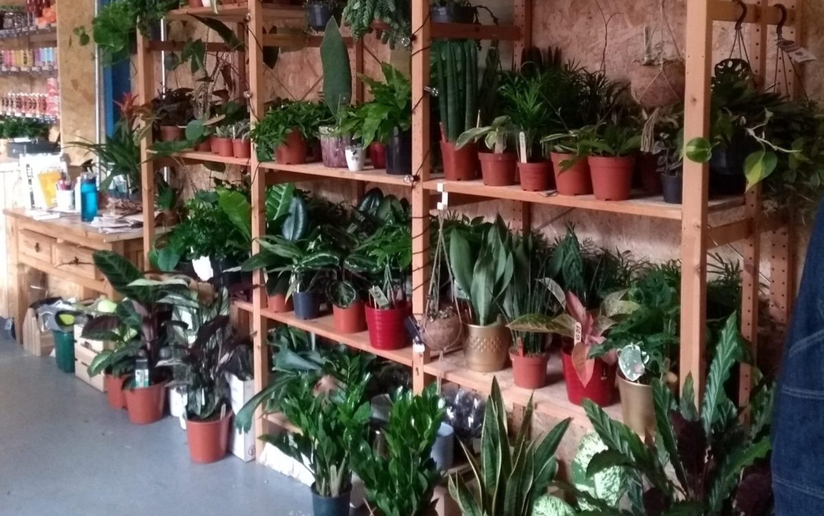 House Plants Shop In Market Harborough Windowsill harborough-estates-market-harborough-market-harborough